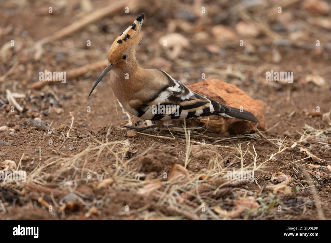 Eurasian Hoopoe (Upupa epops) photographed on the island of Tenerife
