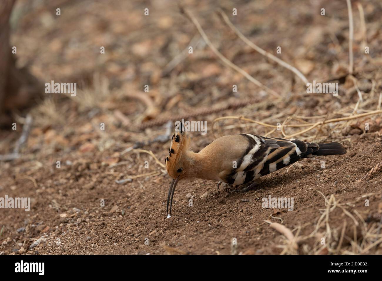 Eurasian Hoopoe (Upupa epops) photographed on the island of Tenerife