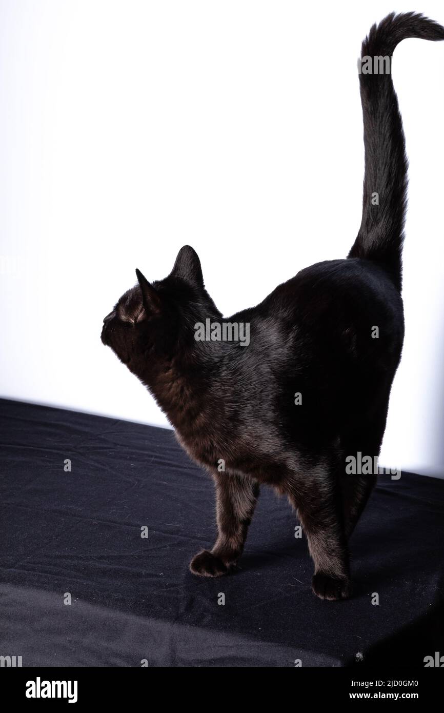 Black Cat sitting and looking at the camera Stock Photo - Alamy