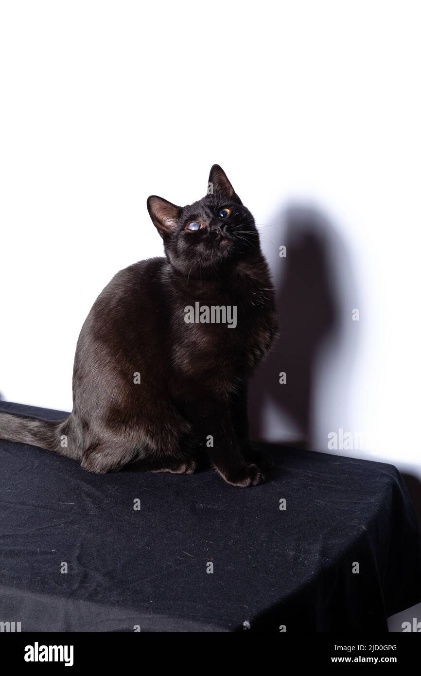 Black Cat sitting and looking at the camera Stock Photo - Alamy