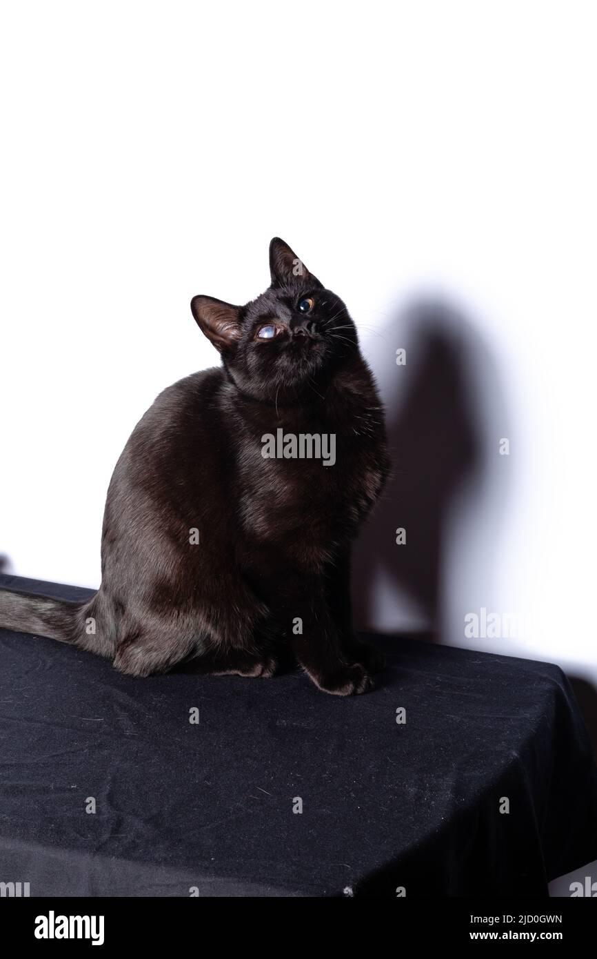 Black Cat sitting and looking at the camera Stock Photo - Alamy