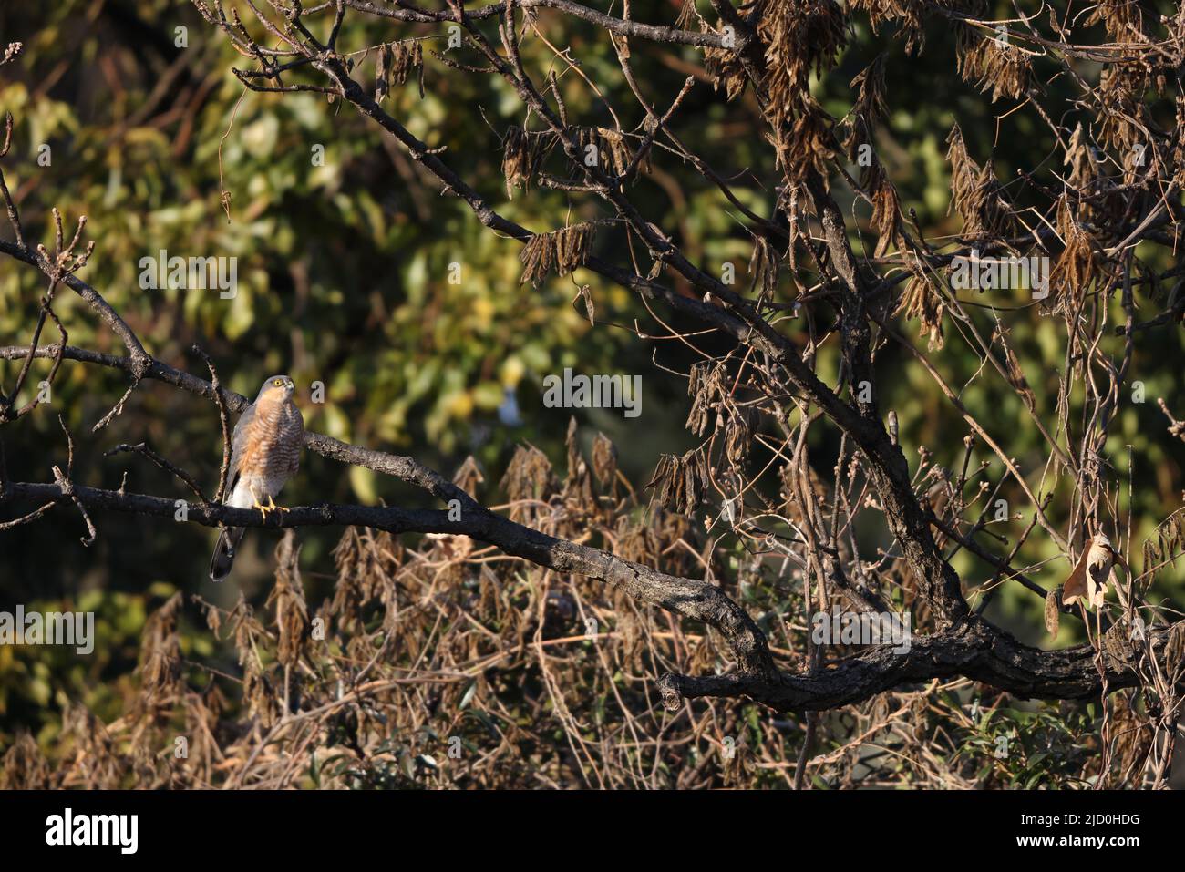 Eurasian sparrowhawk (Accipiter nisus nisosimilis) in Japan Stock Photo