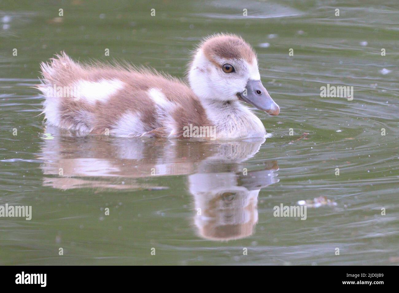 Egyptian goose and gosling hi-res stock photography and images - Alamy