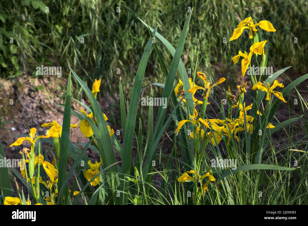 Water irises by a stream of water in the countryside Stock Photo Alamy