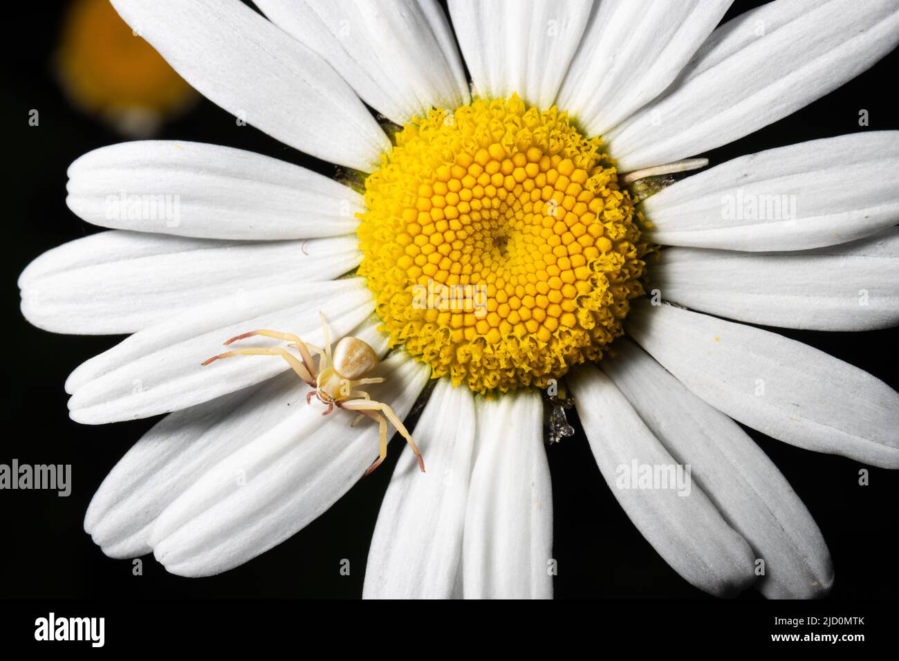 A small crab spider rests on the petal of a wild daisy bloom. Stock Photo