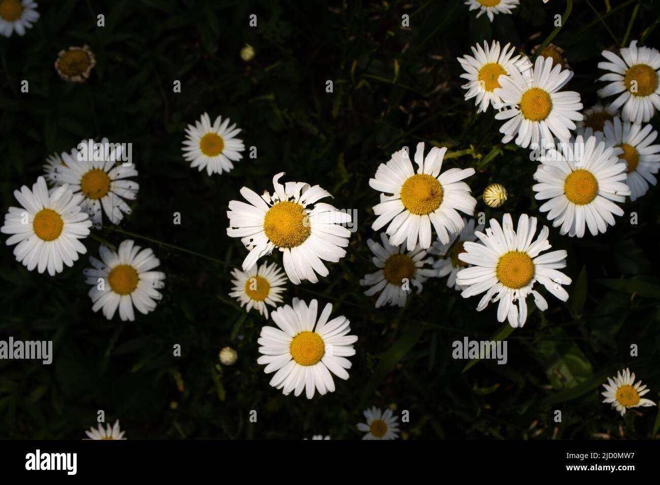 Up close view of wild daisies. Stock Photo