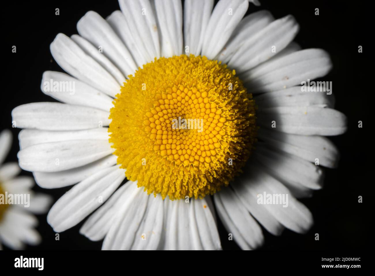 Up close view of wild daisies. Stock Photo