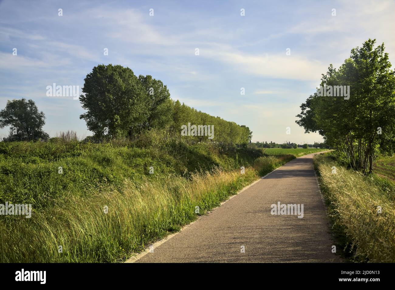 Country road in the middle of cultivated fields with a row of poplars at the edge of a field at sunset Stock Photo