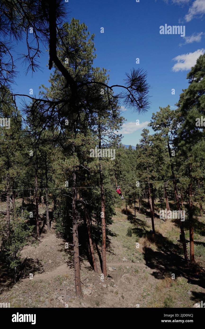 A boy rides a zip line amongst ponderosa pine trees in northern Arizona