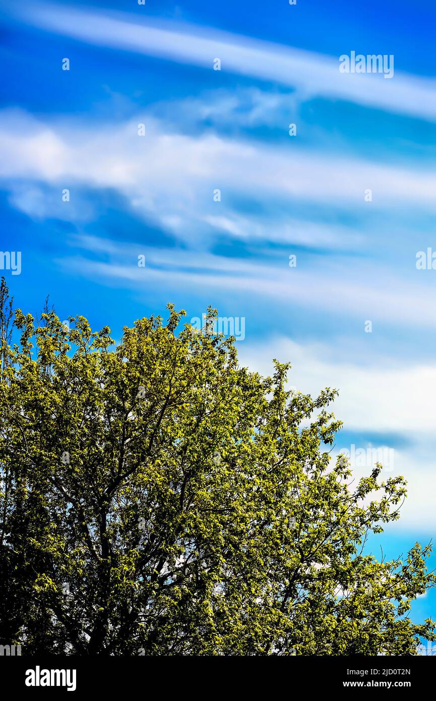 Wispy clouds on a blue sky in rural Alberta Canada Stock Photo