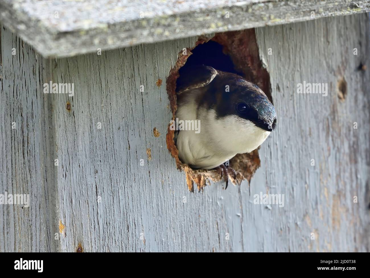 A Tree Swallow 'Tachycineta bicolor', peeking out from a nest box that she has chosen to raise her chicks in Stock Photo