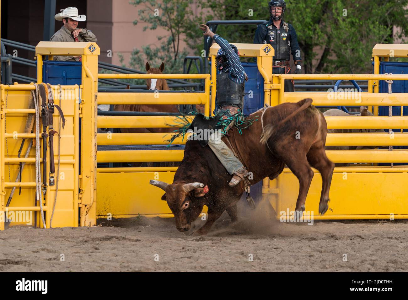 Colorado Bull Riding Helmet bull rider bull rider hi-res stock photography and images - Alamy