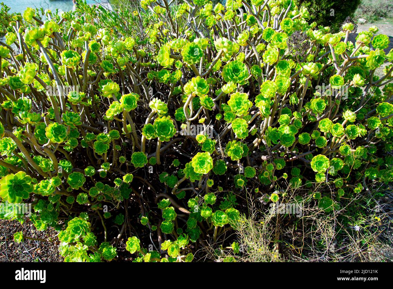 Aeonium Balsamiferum Plant in the Wild Stock Photo