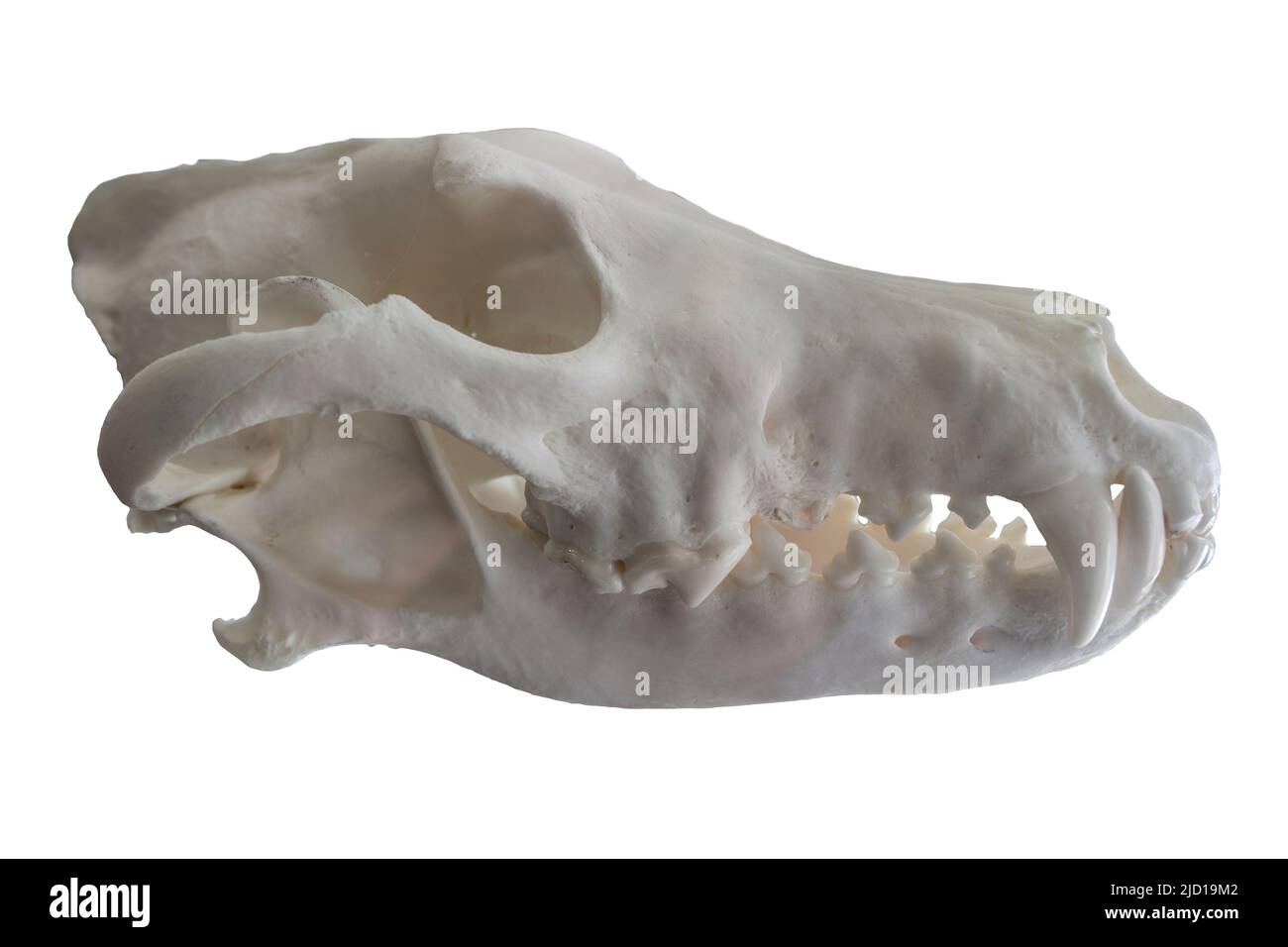 Iberian wolf cranium also named canis lupus signatus. Isolated over white background Stock Photo