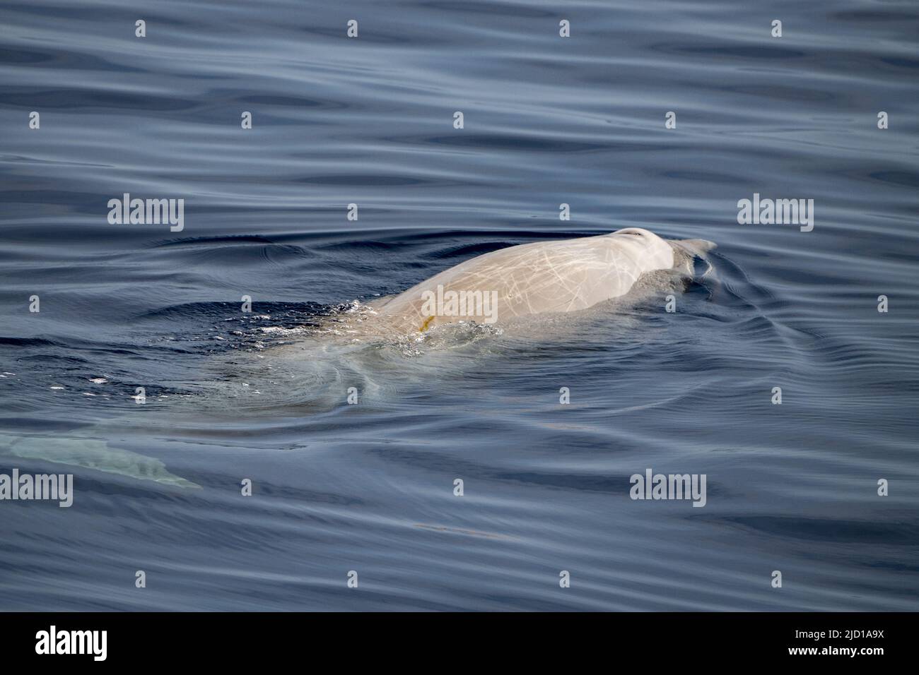 Cuvier Beaked Whale underwater near sea surface while breathing Stock Photo