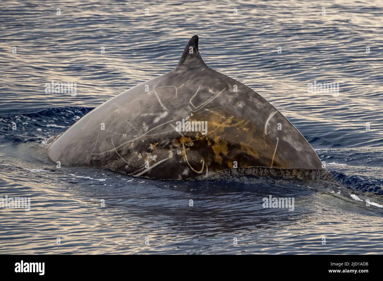 Cuvier Beaked Whale underwater near sea surface while breathing Stock Photo