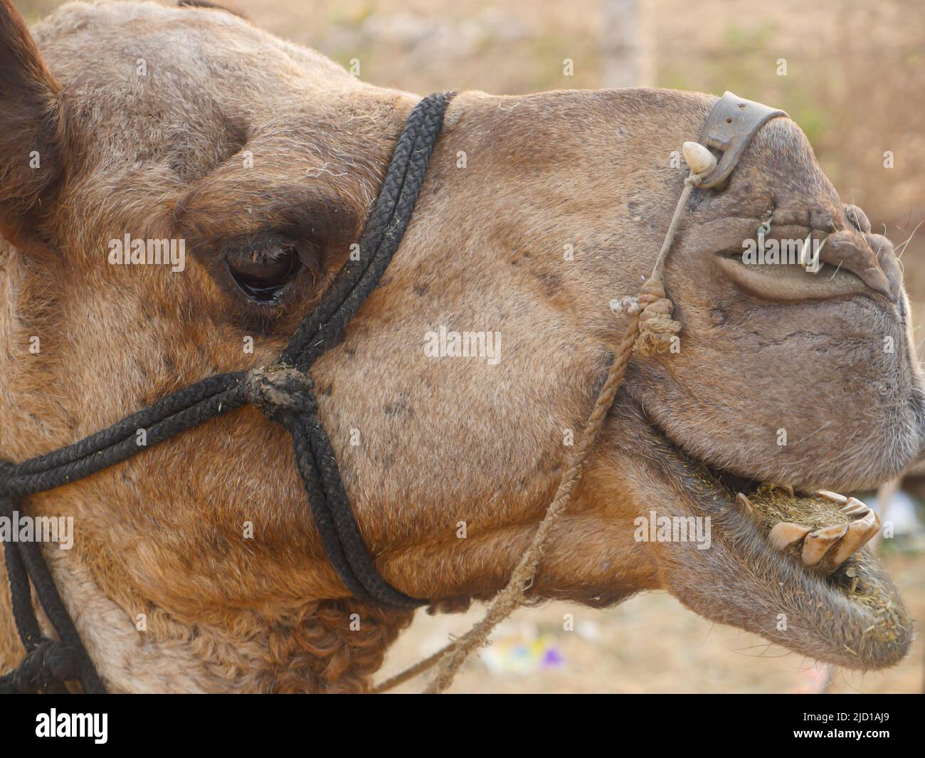 Camel side face close up picture. eyes open, mouth open, teeth visible. Stock Photo