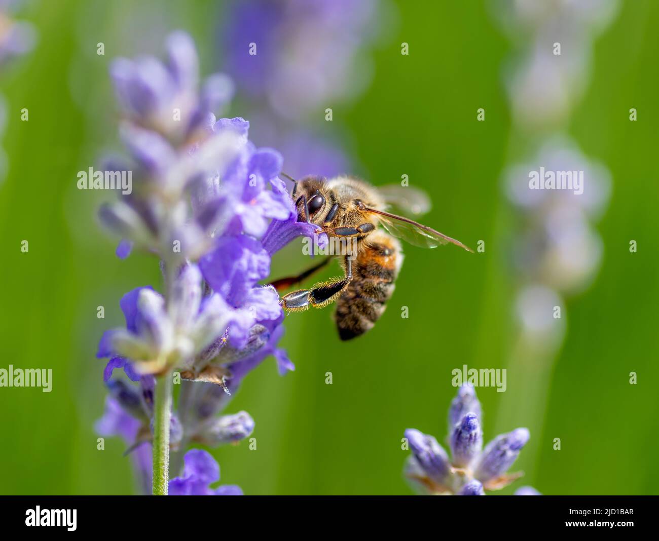 Macro close up of a bee pollenating a flower. Stock Photo