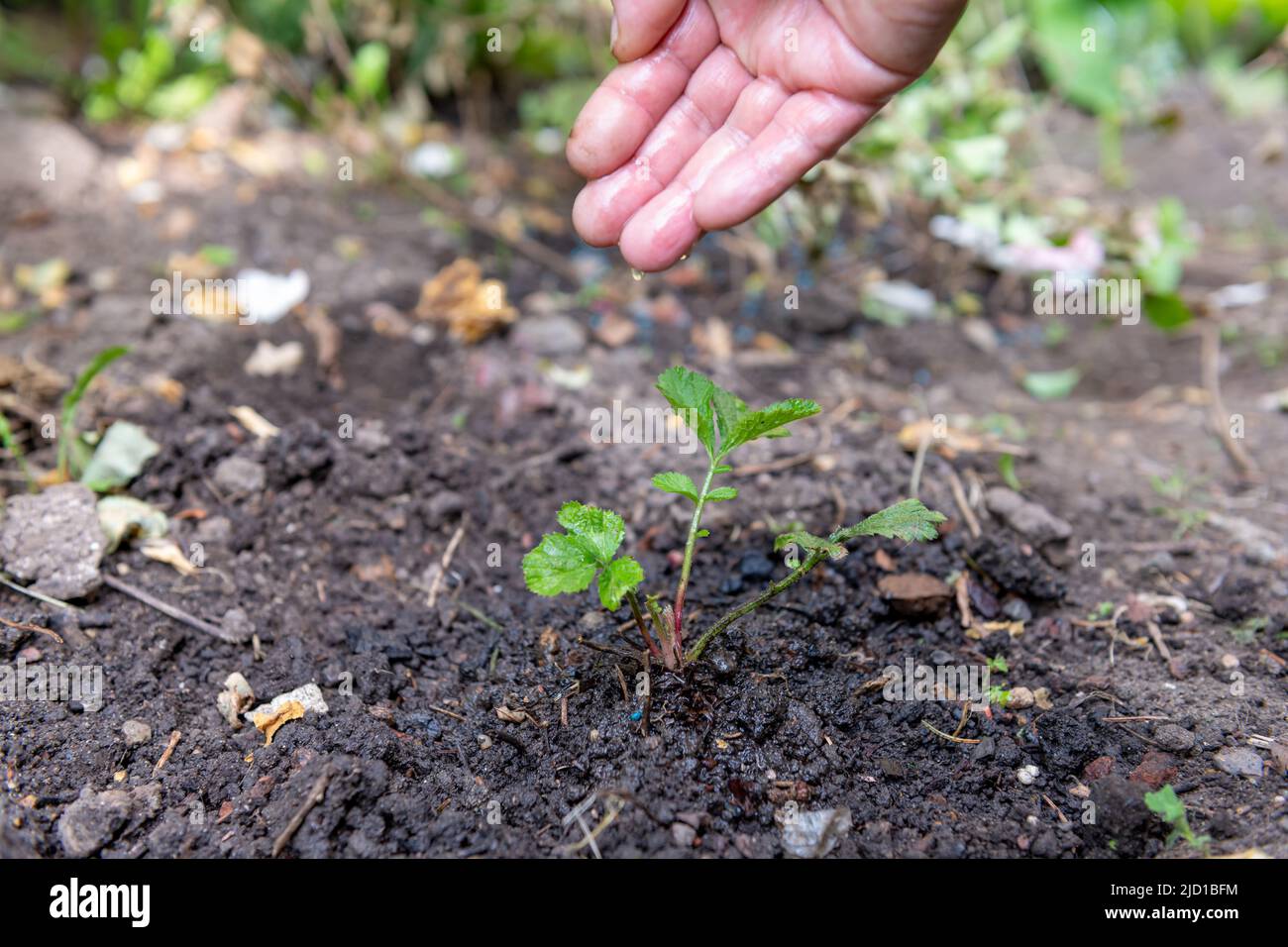 A person hand watering a recently planted sapling. Stock Photo