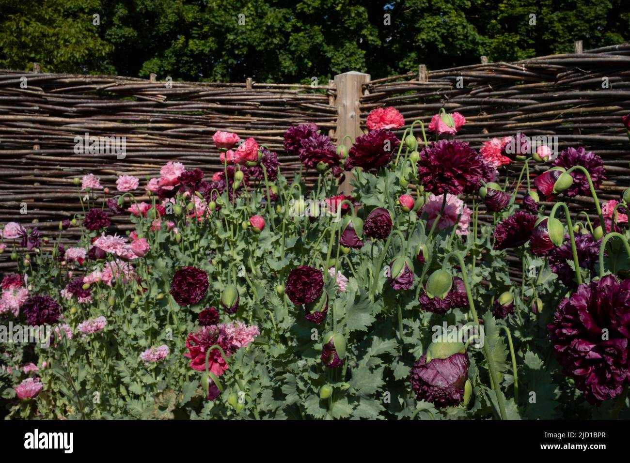 Red and pink poppies in summer boarder against wooden interlaced hazel hurdle fence english garden ,England Stock Photo
