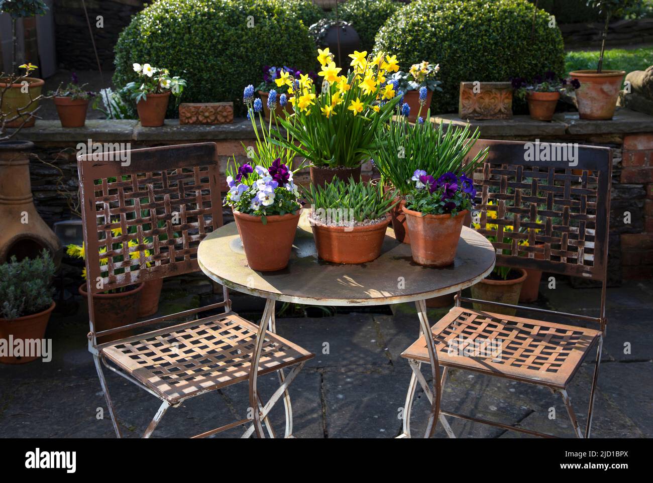 Metal table and chairs full of spring flowers in pots in english garden ,England Stock Photo