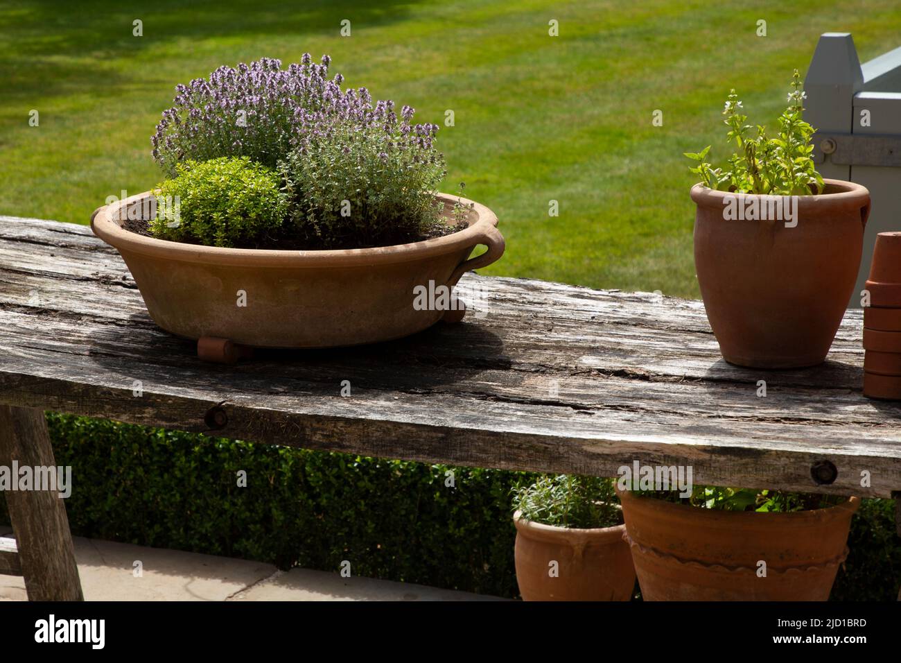Terracotta bowl full of herbs on wooden table in English garden,England Stock Photo