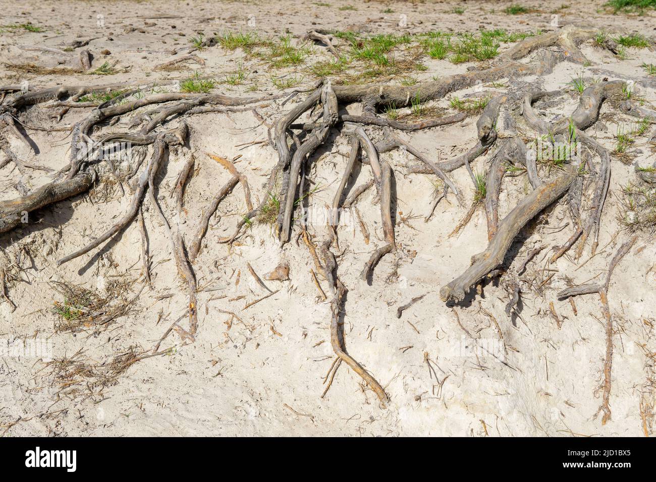 Large sandy area with exposed tree roots due to little top soil Stock ...