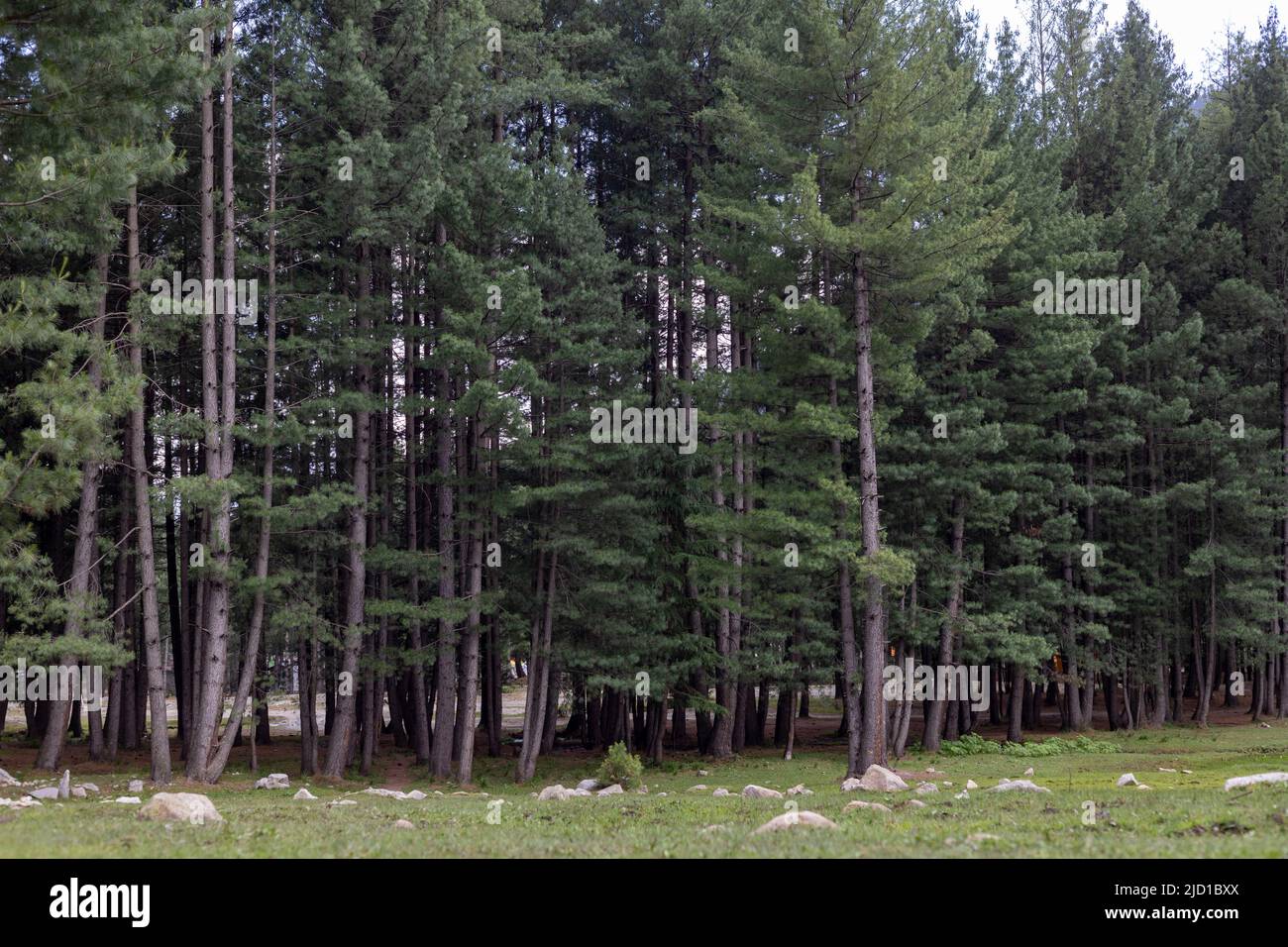 Deodar dense tree forest in upper dir, kumrat valley Stock Photo