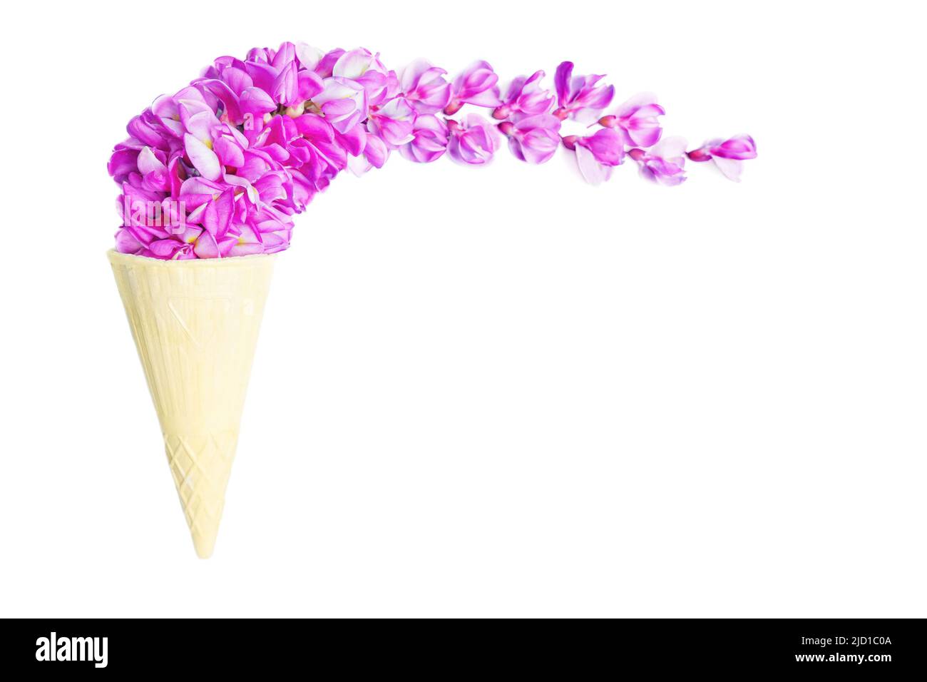 Ice cream shape made from violet acacia flowers and a waffle cone isolated on white background. Vivid style refreshment concept. Stock Photo