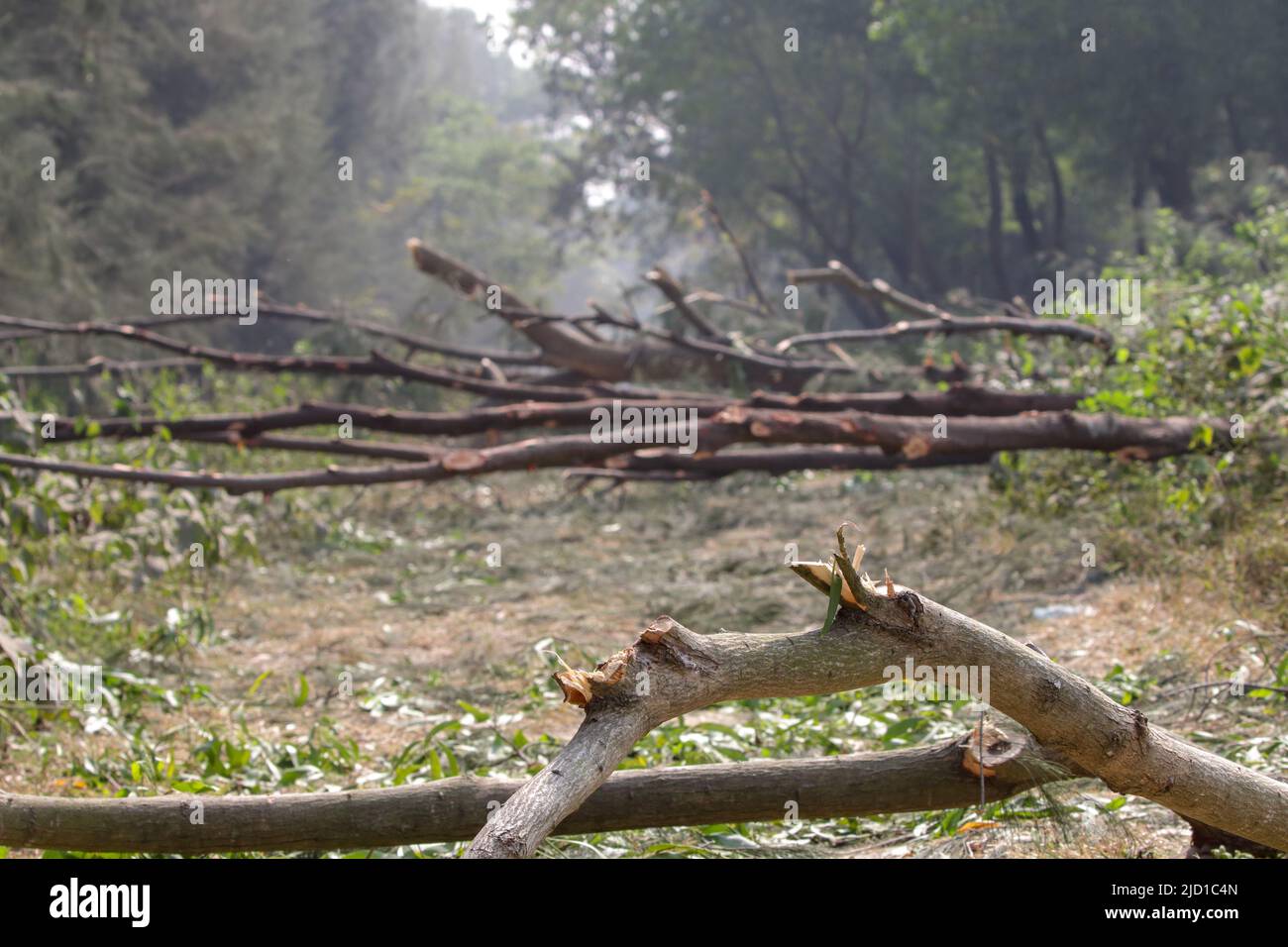 The trees have been cut down photo. Stock Photo