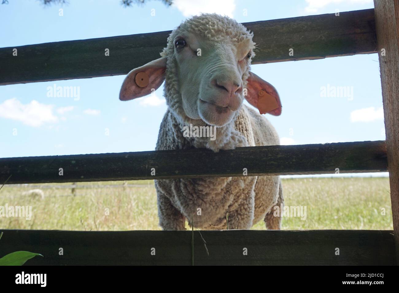 White sheep sticking head through wooden fence Stock Photo Alamy