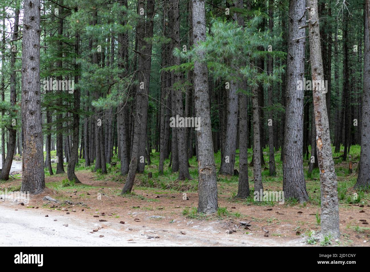 Deodar forest in Kumrat valley Pakistan Stock Photo