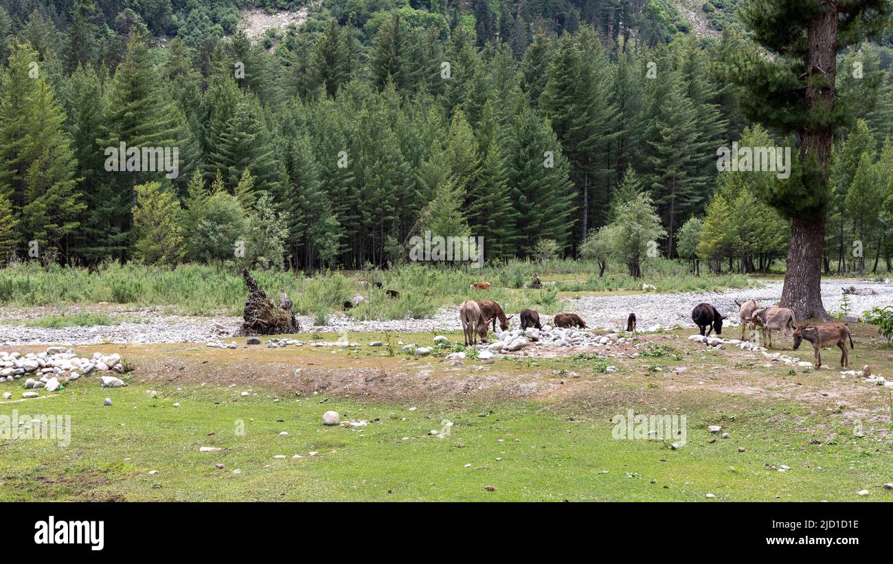 Donkeys or mules grazing on green pasture Kumrat valley Stock Photo