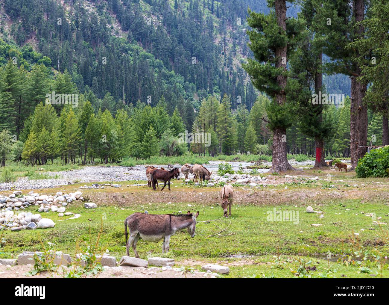 Donkey grazing grass in the beautiful kumrat valley Stock Photo