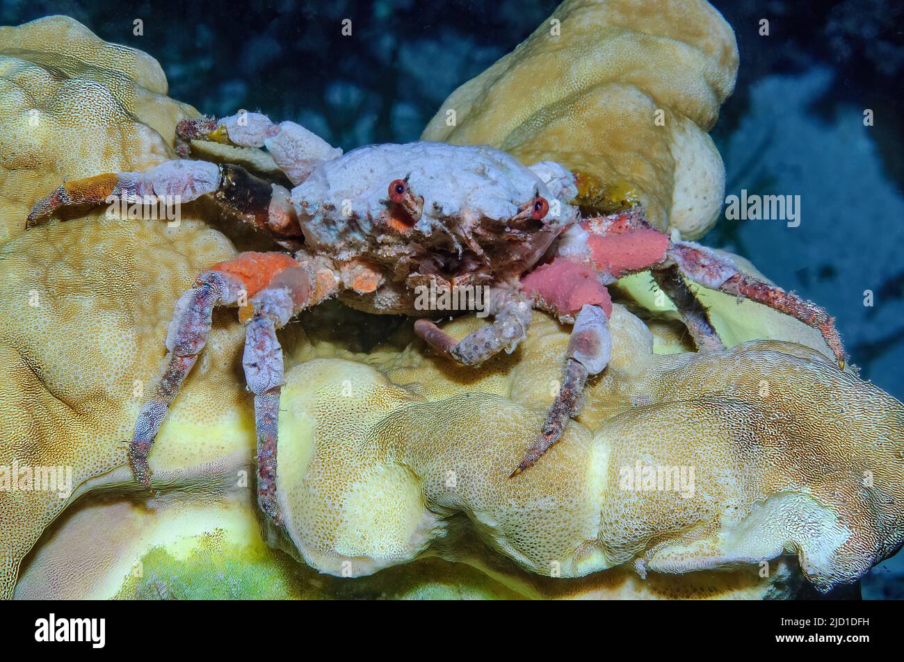 Crab, sponge decorator crab (Hyastenus) camouflages itself with marine