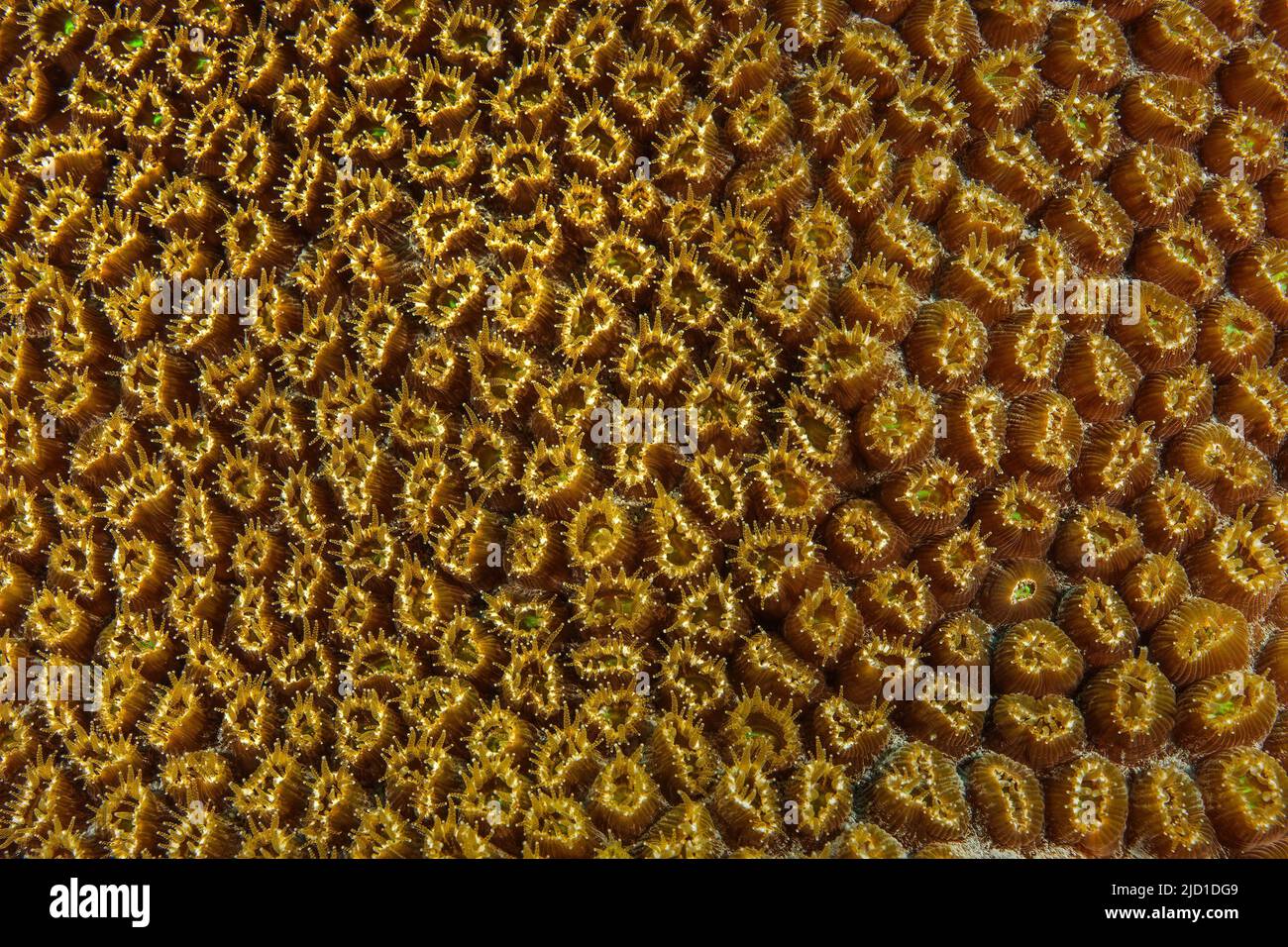 Close-up of opening polyps of great star coral (Montastrea cavernosa), Caribbean, Grenada Stock Photo