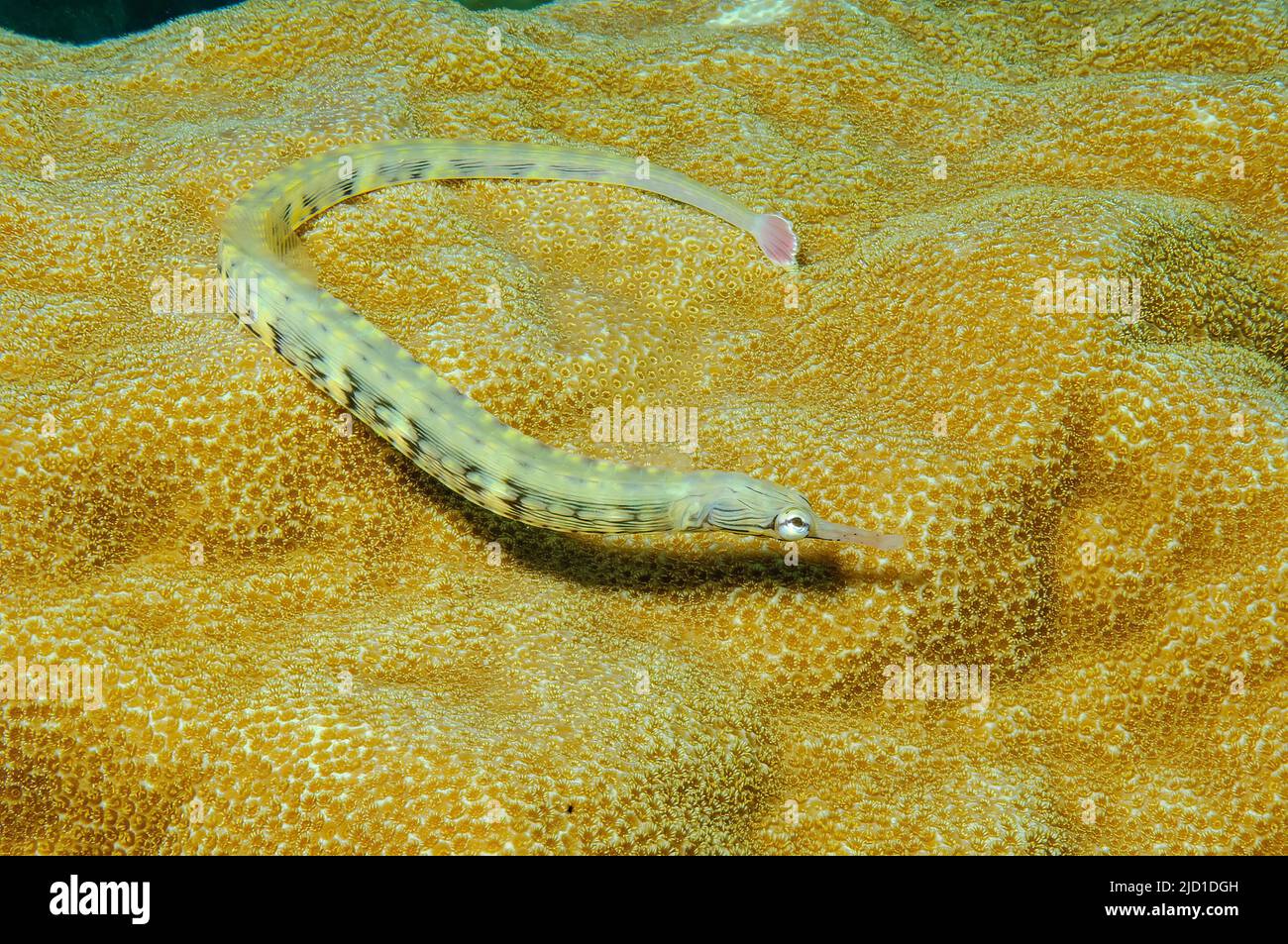 Scorpion fish (Corythoichthys intestinalis), Pacific Ocean, Yap, Caroline Islands, Micronesia Stock Photo