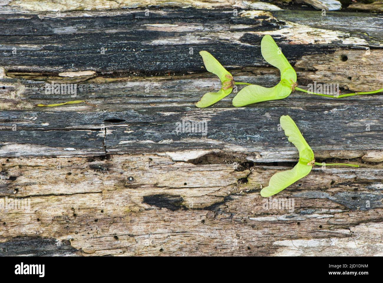 Flotsam, Detail, Ruegen, Alluvial wood Stock Photo - Alamy