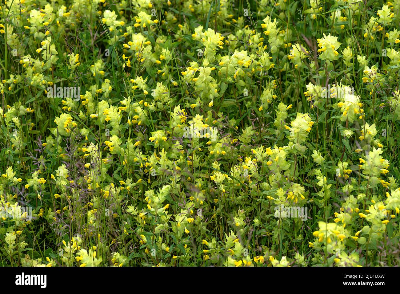 Meadow with (Rhinanthus alectorolophus), Bayaern, Germany Stock Photo