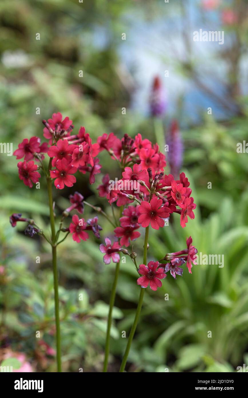 Red garden phlox (Phlox paniculata), Bavaria, Germany Stock Photo
