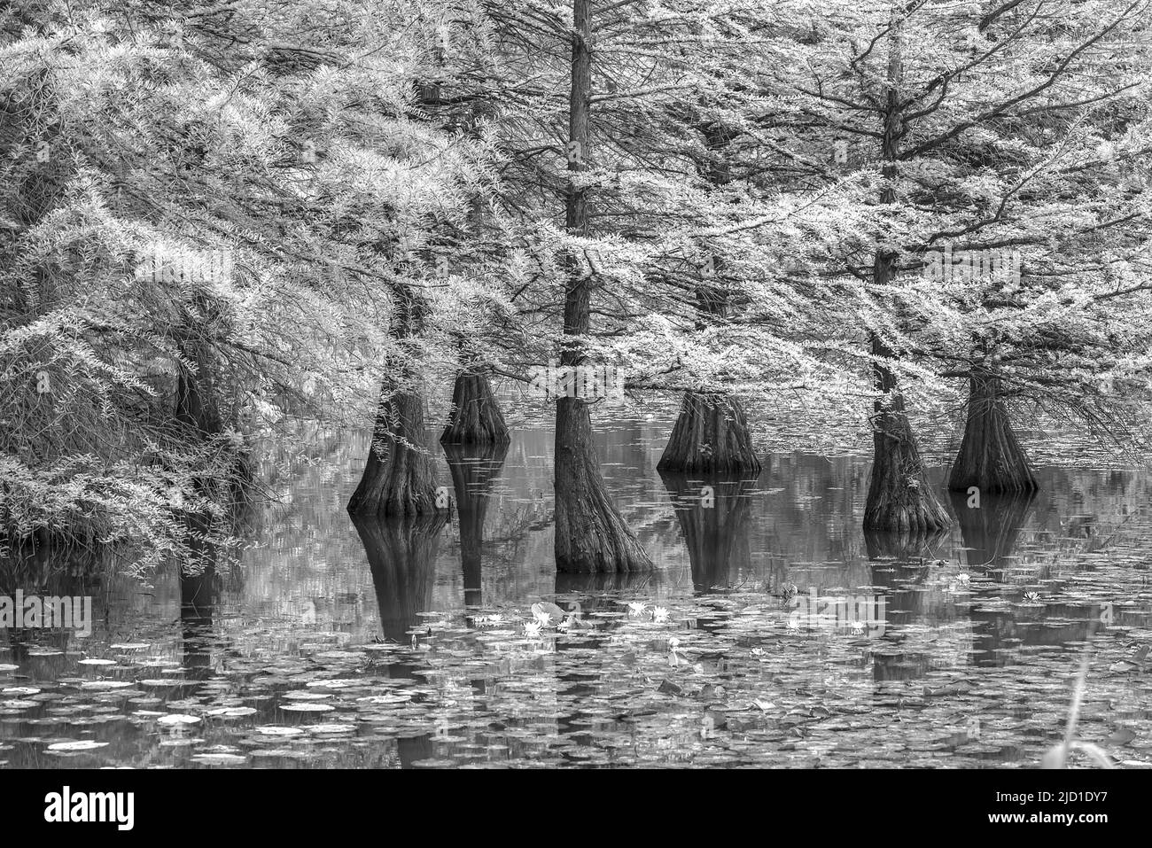 Bald cypress (Taxodium distichum) in water, infrared, Dennenlohe Castle Park, Middle Franconia Bavaria, Germany Stock Photo