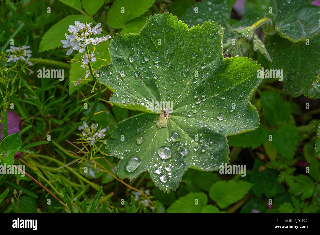 Raindrops on the leaf of common lady's mantle (Alchemilla vulgaris), Bayernm, Germany Stock Photo