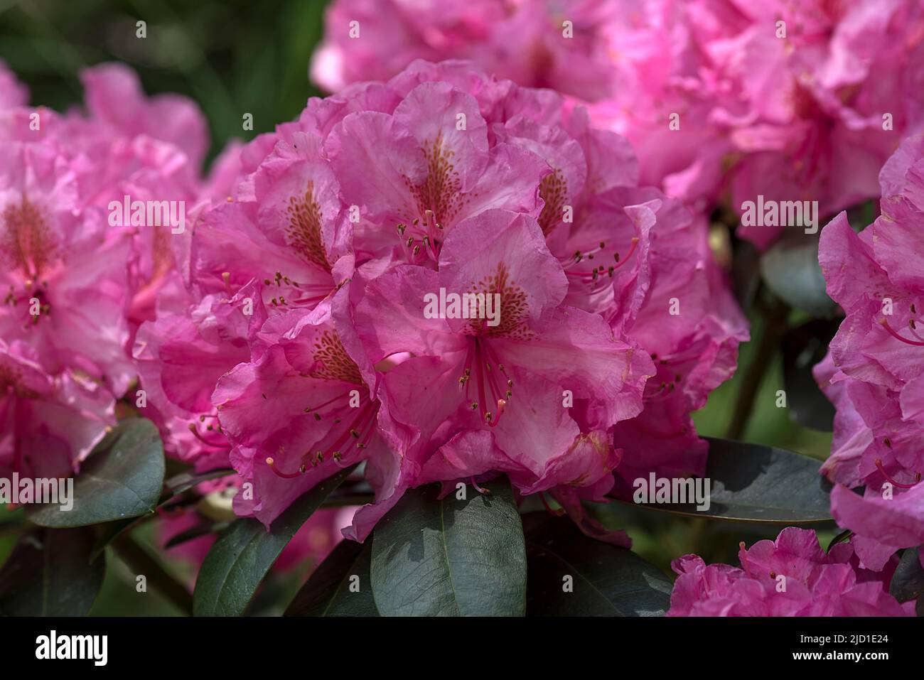 Red rhododendrons (Rhododendron), Bavaria, Germany Stock Photo