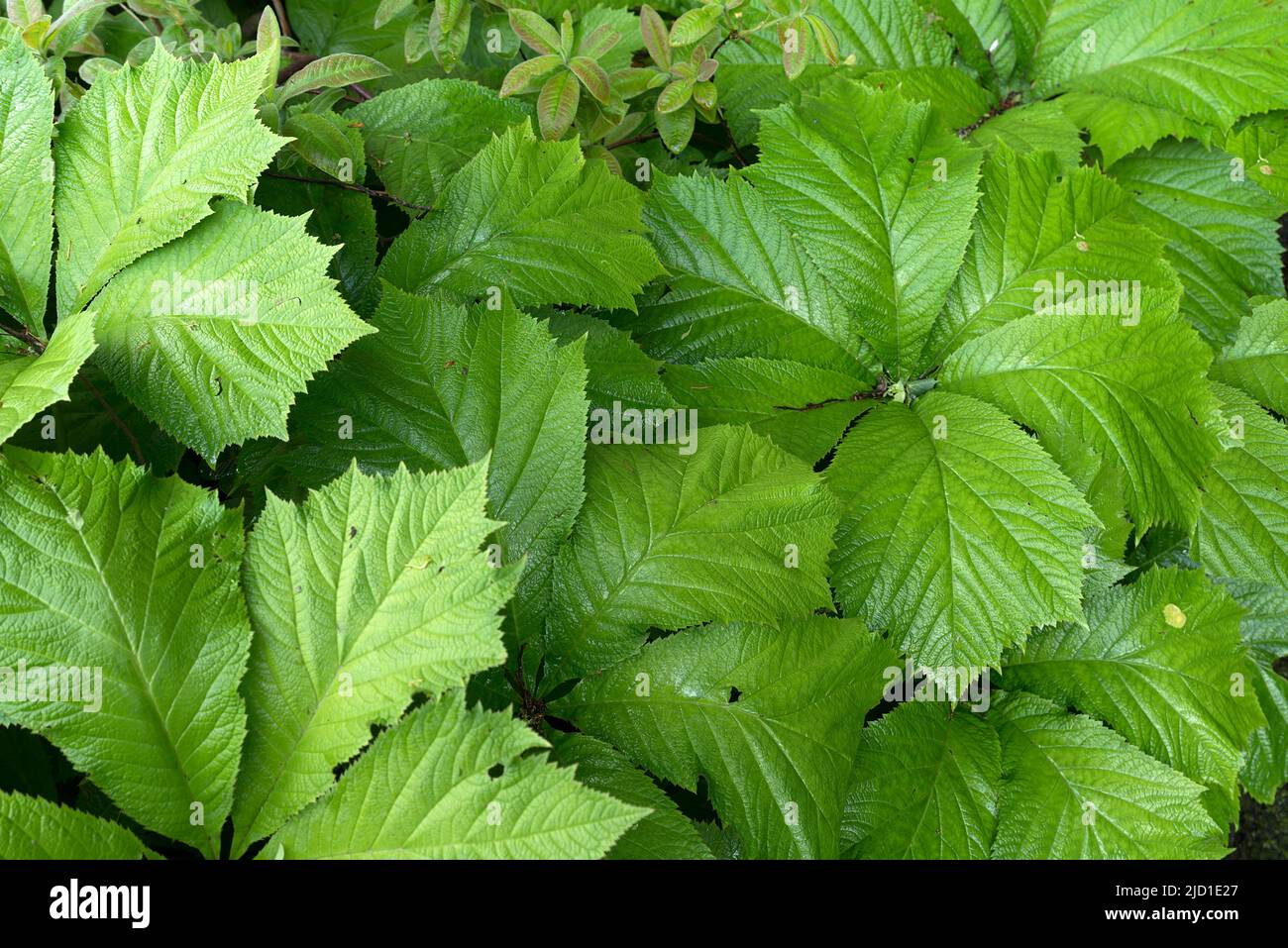 Chestnut-leaved show-leaf (Rodgersia aesculifolia), Dennenlohe Castle Park, Middle Franconia, Bavaria, Germany Stock Photo