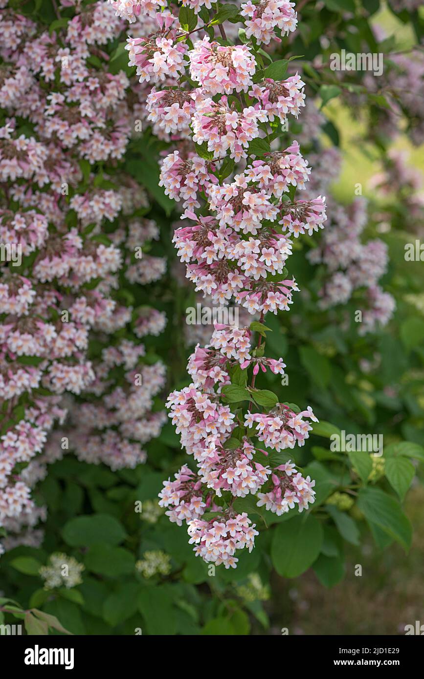 Flowering branch of a lovely Weigelie (Weigela florida), Bayernm, Germany Stock Photo