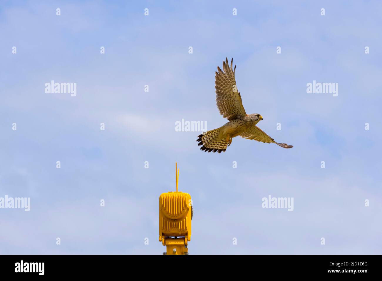 Taking off common kestrel (Falco tinnunculus) from signal lamp, Stuttgart-Echterdingen Airport, Baden-Wuerttemberg Stock Photo