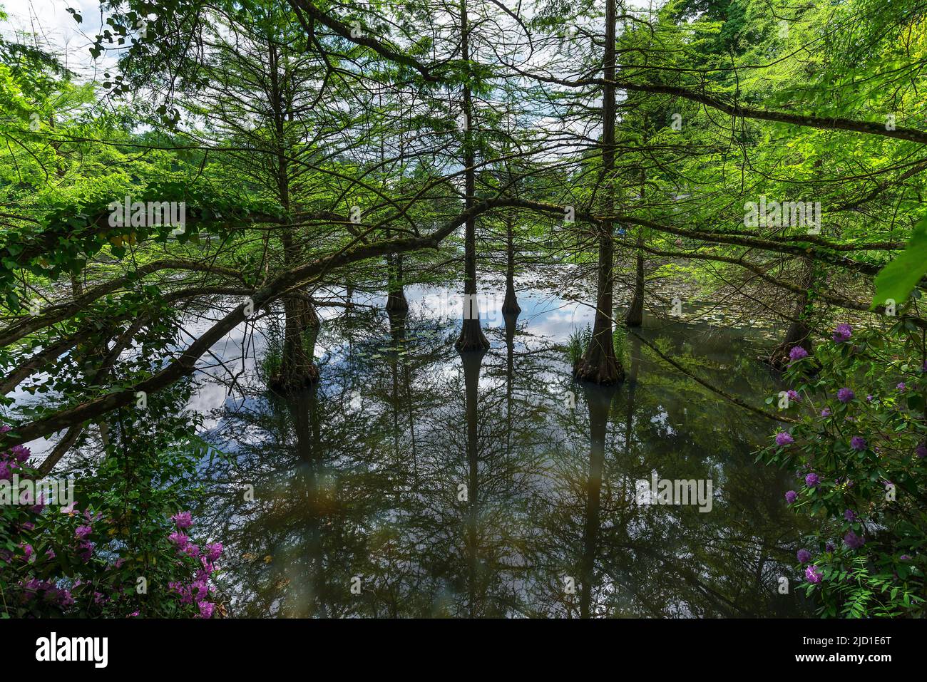 Bald cypress (Taxodium distichum) in the water, Dennenlohe Castle Park, Middle Franconia Bavaria, Germany Stock Photo