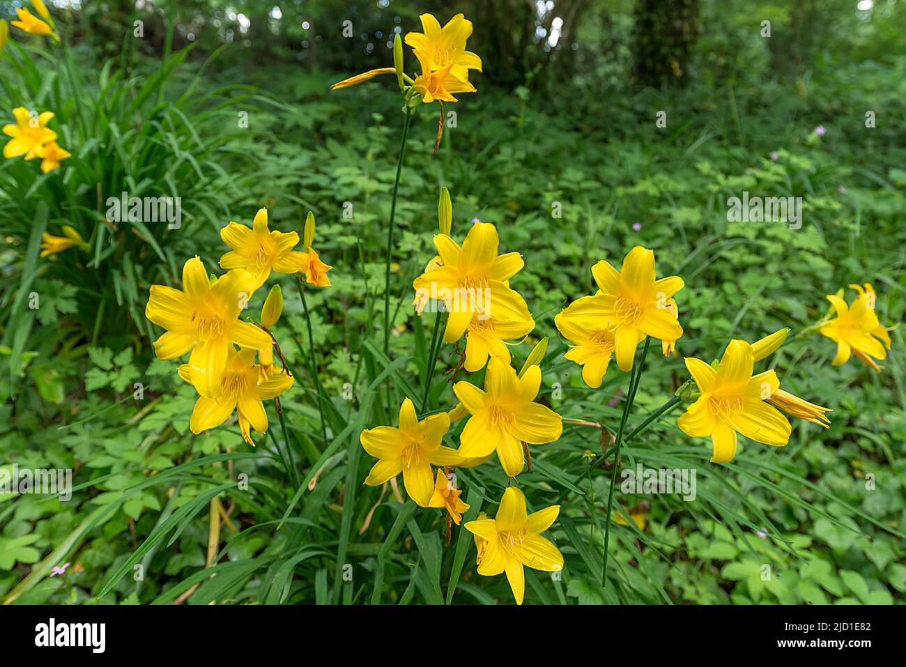 Yellow daylilies (Hemerocallis lilioasphodelus), Dennenlohe Castle Park, Middle Franconia, Bavaria, Germany Stock Photo