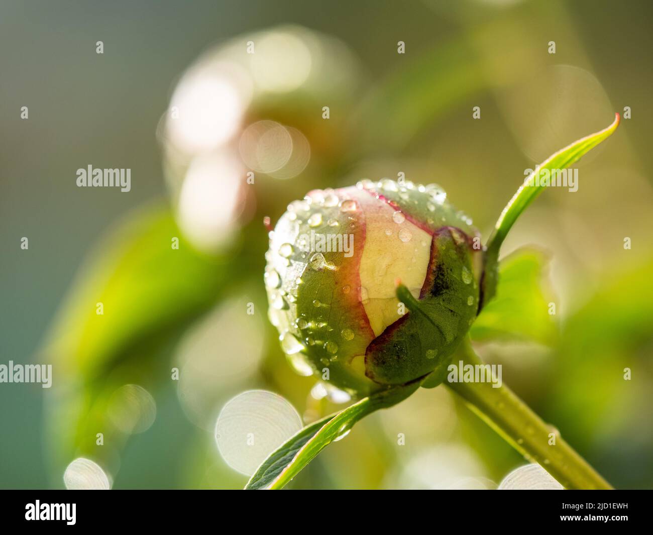 Raindrops on the bud of a peony (Paeonia suffruticosa), Leoben, Styria, Austria Stock Photo