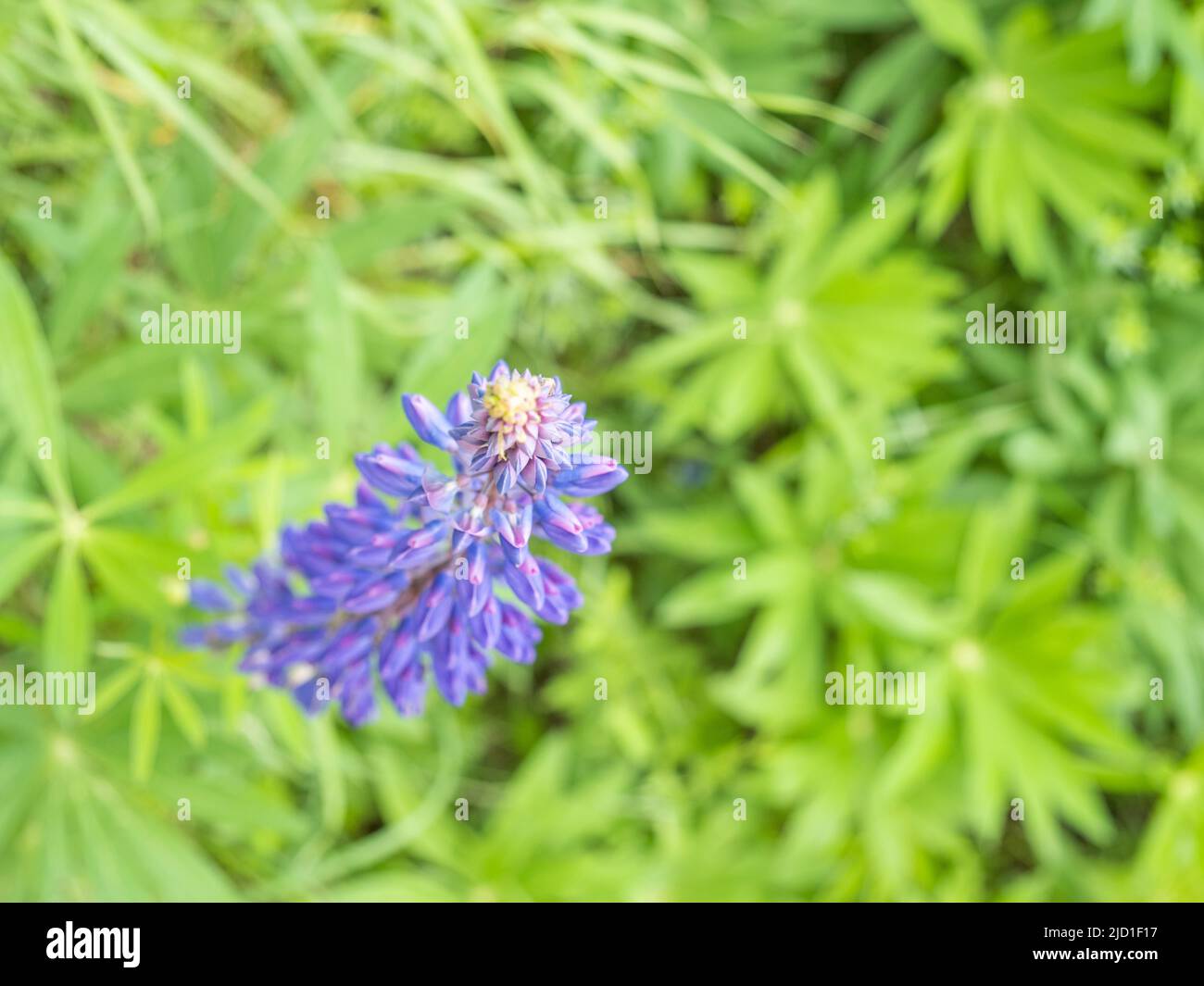 Lupine (Lupinus polyphyllus), flower, Niklasdorf, Styria, Austria Stock Photo